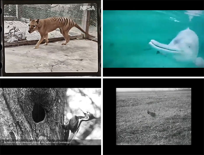 Real Footage Of 4 Extinct Animals: Thylacine, Ivory-Billed Woodpecker, Baiji River Dolphin, And The Heath Hen