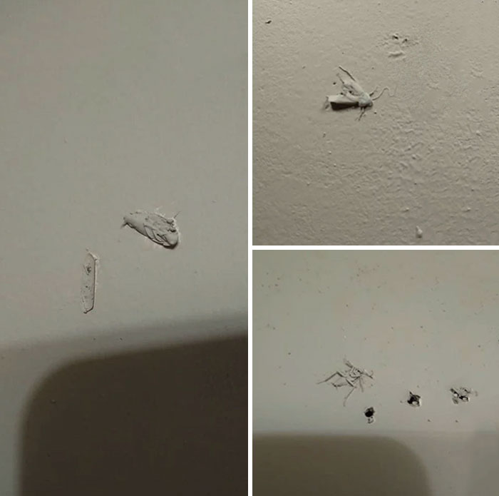 So I Finally Got A House, And They Literally Painted Over Bugs On The Wall