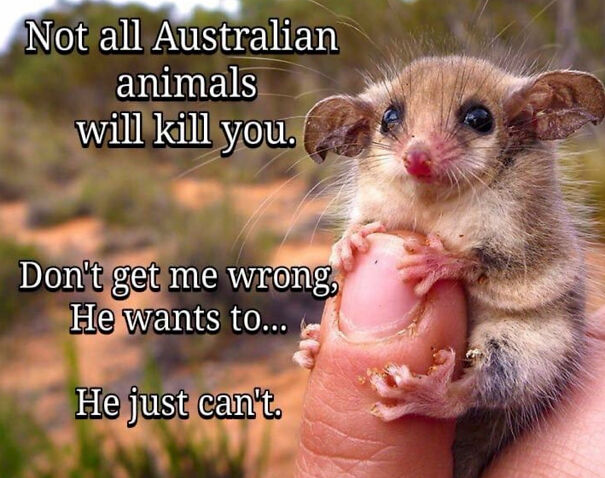 not-all-australian-animals-will-kill-you-637f80337e53f.jpg