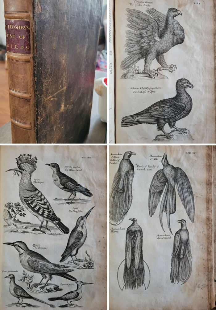 I Was Told This Sub Might Enjoy This. The Ornithology Of Francis Willughby (1678) With 78 Plates Of Birds, Including The Dodo