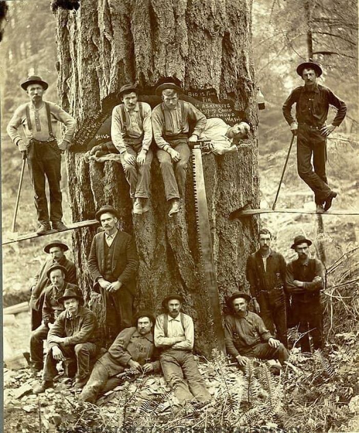 Sherwood Logging Camp, 1900