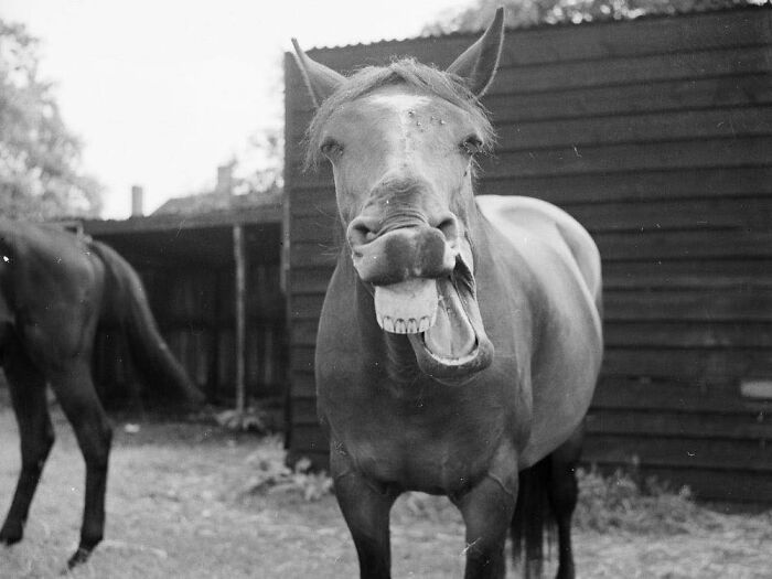 A Horse Smiles, Circa 1958