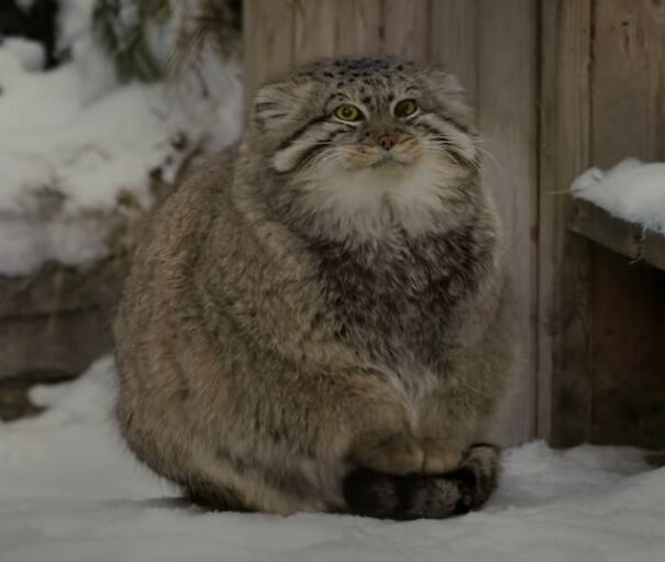 pallas-cat-standing-on-tail-63868273edf0c.jpg