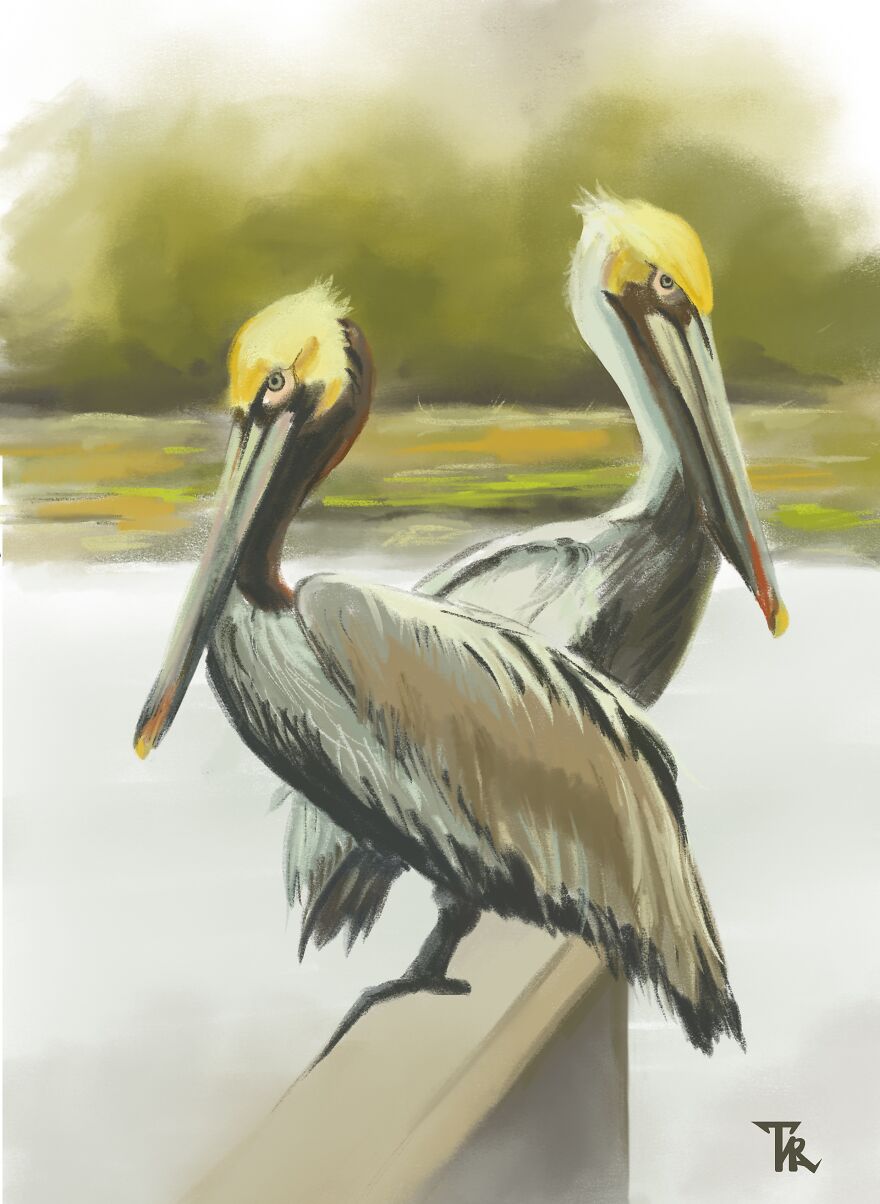 An illustration of two herons 
