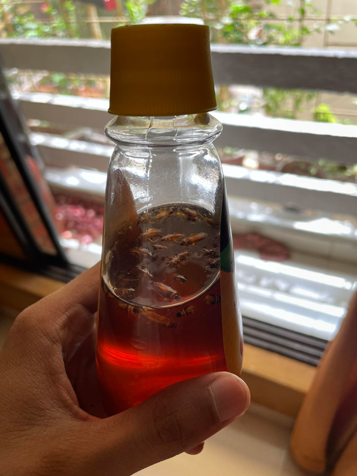 Cockroaches Ruined My Honey. So Grossed Out Seeing This