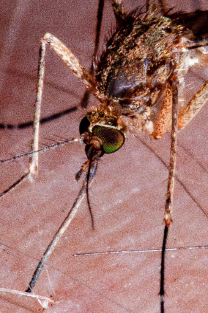 I Photographed A Mosquito Drinking My Blood