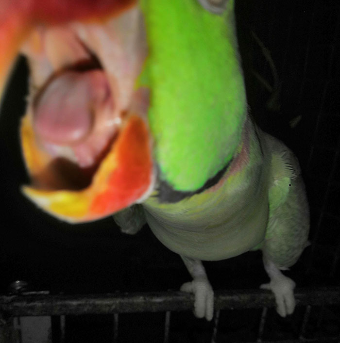 I Took This Picture Before My Parrot Bit Me And In My Defense, I Was Just Taking Pictures