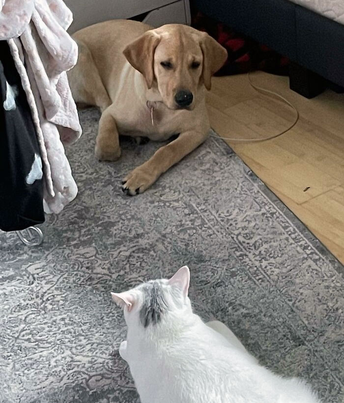 Gato gordo atrapa labrador amarillo en la esquina y se niega a dejar que se vaya porque bebió del cuenco de agua del gato