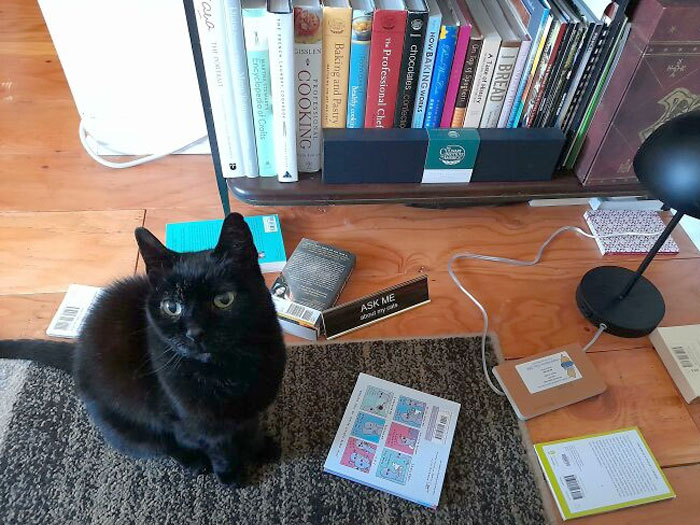 Cheech Lets You Know He Is Ready For Food By Knocking Books Off If The Bookshelf At 3 Am. This Is Him Showing No Shame In His Mess