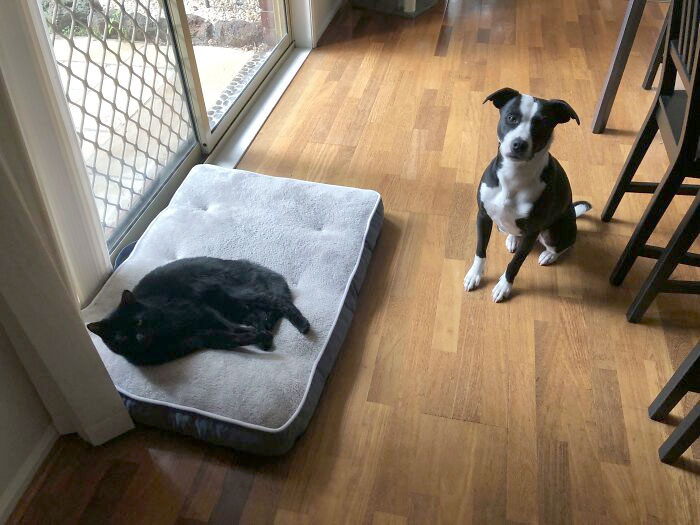 She Usually Steals All Of His Spots So He Finally Got His Revenge And Stole Her Bed. Fair Is Fair
