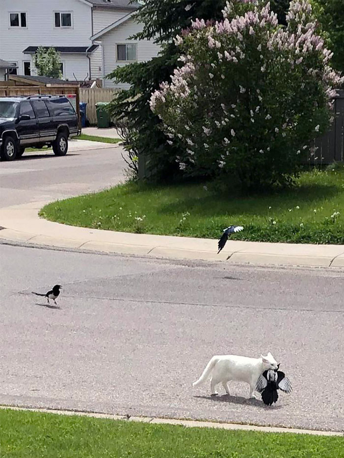 Trio Of Magpie Bullies Learning There Are Consequences To Being Jerks To Cats