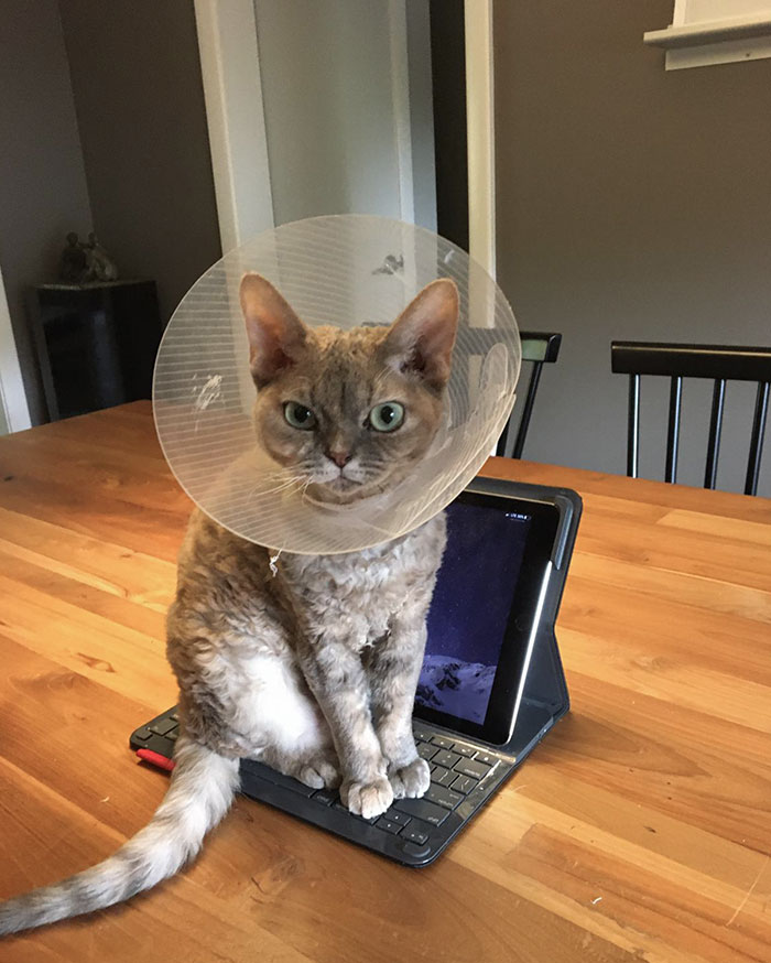 Stealing The iPad Is Payback For Putting Her In The Cone Of Shame