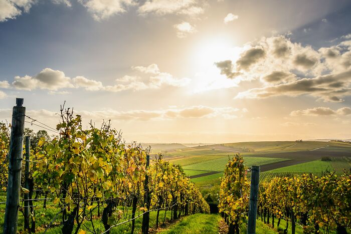 Vineyard Field In A Sunny Day 