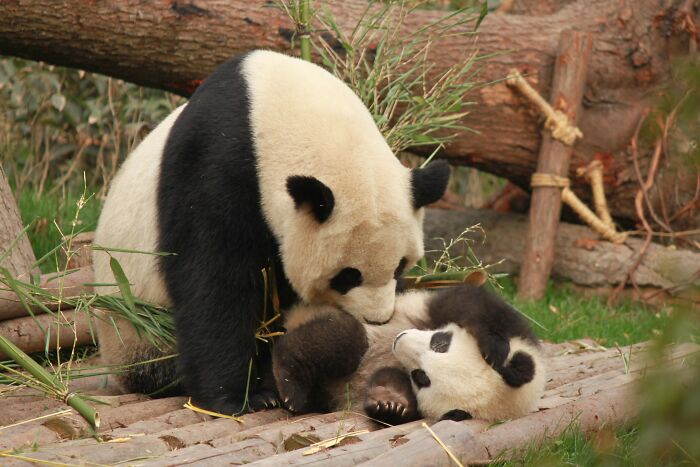 Panda Sniffing Her Kid's Belly 