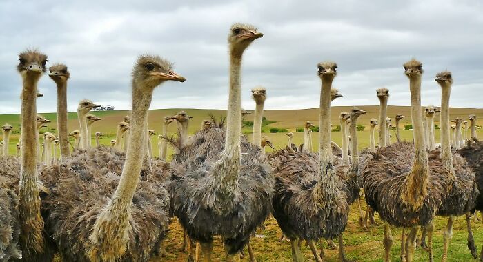 A Lot OF Ostriches In A Field 