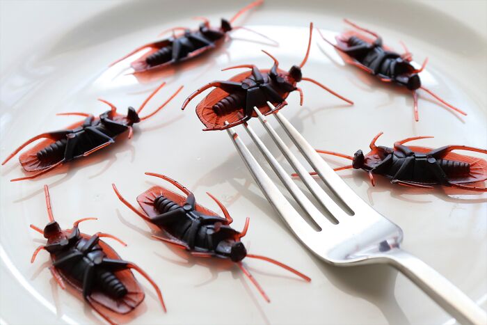 Gummy Bugs On A Plate 