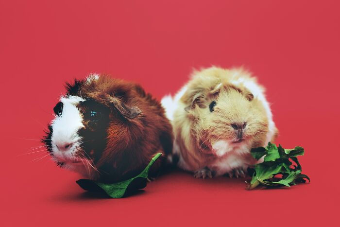 Two Guinea Pig's Eating Leaves 