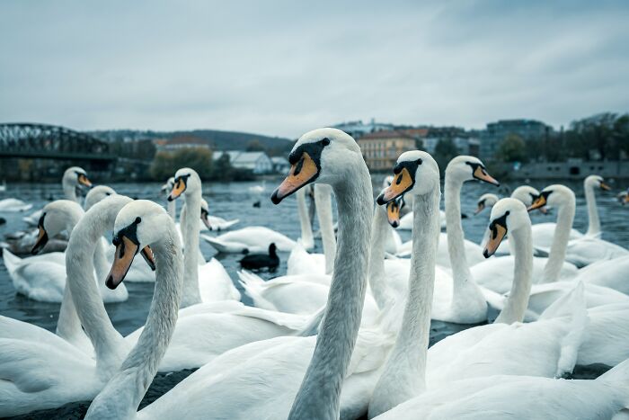 Swans In A City Center's River 