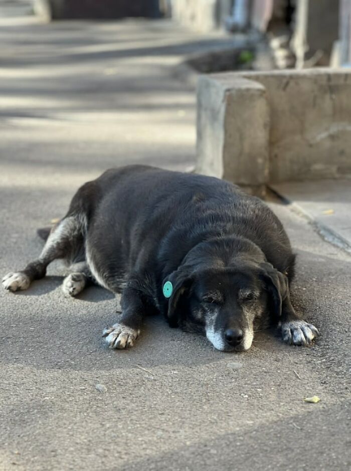 This Dog Is A Local Landmark In Tbilisi, Georgia With A Personal Google Maps Mark And Positive Reviews This Dog Is A Local Landmark In Tbilisi, Georgia With A Personal Google Maps Mark And Positive Reviews
