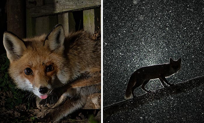 For The Past 8 Months, I Was Observing The Life Of Roxy The Fox And Captured Never-Seen-Before Behavior (26 Pics)