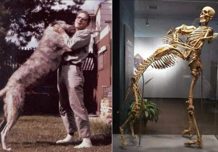 Grover Krantz Was An Anthropologist Who Donated His Body To The Smithsonian Museum To Show How Skeletons Can Be Educational Tools