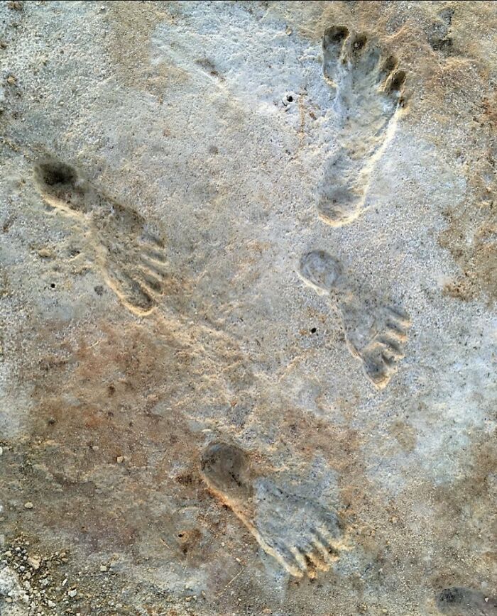 Human Footprints From White Sands National Park, New Mexico. Dated 21,000-23,000 Years Old