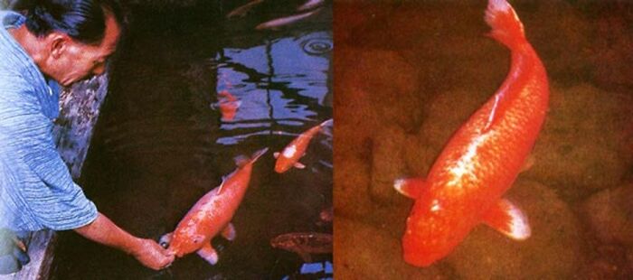Hanako fue un pez koi que vivió 226 años