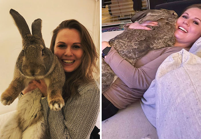 Meet Guus, A 22lb Rabbit That Draws Attention Not Only For His Size, But Also His Dog-Like Personality