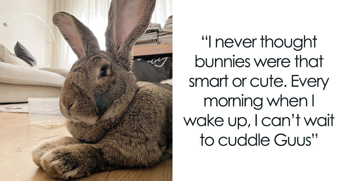 Meet Guus, A 22lb Rabbit That Draws Attention Not Only For His Size