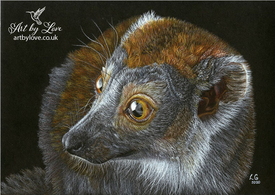 My Annual Drawings Against The Extinction Of Endangered Animals