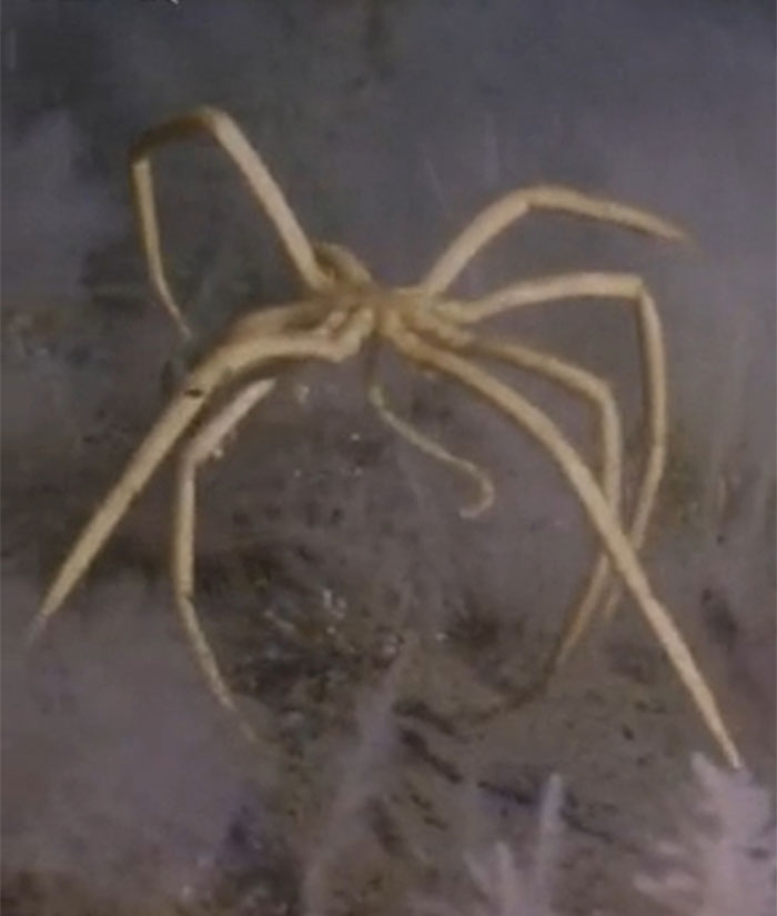This Is A Antarctic Sea Spider. Sea Spiders Live All Over The World, And They're Mostly Small, But In Antarctica They're Dinner-Plate-Sized, With Legs As Long As 70cm