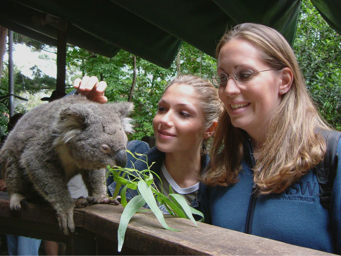 Two womans petting koala
