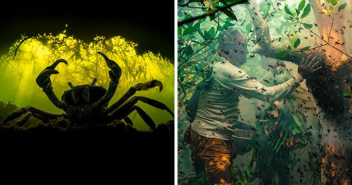 Mangroves And Ecosystems: 30 Best Pictures Of 2022 Mangrove Photography Awards