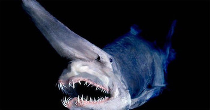 The Goblin Shark Is A Rare Species Of Deep-Sea Shark