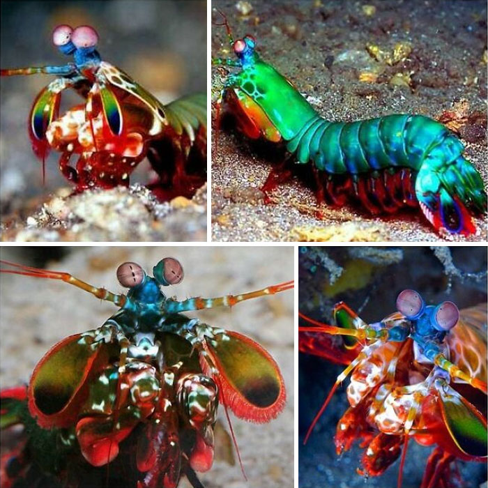 Mantis Shrimp Or Stomatopods Are Marine Crustaceans, The Members Of The Order Stomatopoda