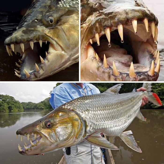 Hydrocynus Goliath, Also Known As The Goliath Tigerfish, Giant Tigerfish, Or Mbenga, Is An African Predatory Freshwater Fish