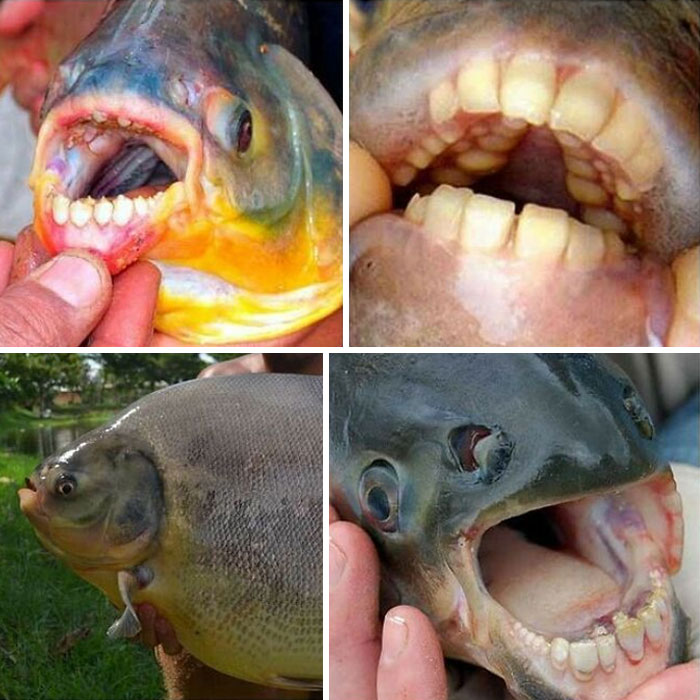 Pacu: A Common Species Of Omnivorous South American Freshwater Fish That Appear To Have Human Teeth