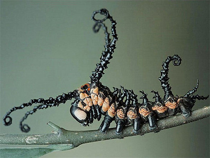 Brahmin Moth Caterpillar