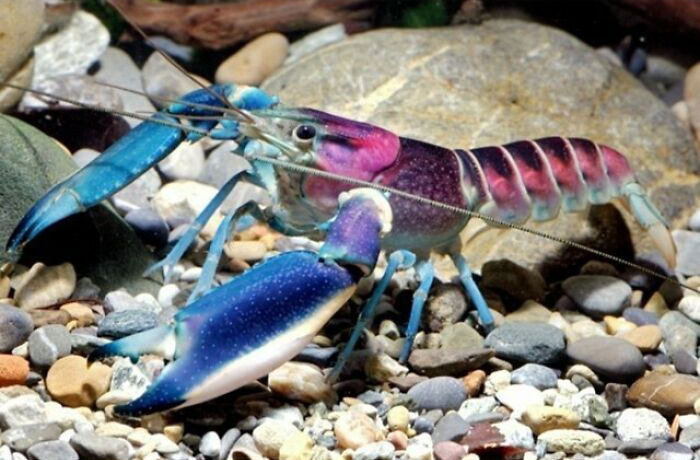 An Independent Researcher Has Described A Spectacular Red, White, And Blue Crayfish Just In Time For The Fourth Of July