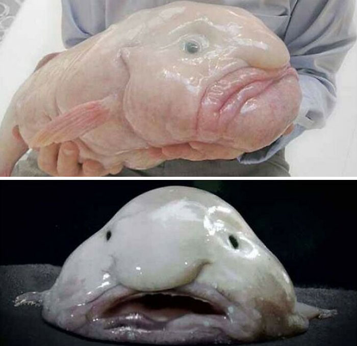 Blobfish: The Blobfish Is A Deep Sea Fish Of The Family Psychrolutidae