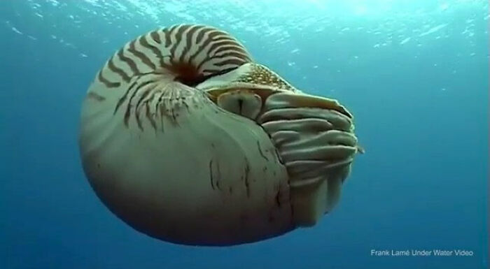 The Strange Looking Chambered Nautilus Is The Most Famous, Large And Common Species Of Nautilus