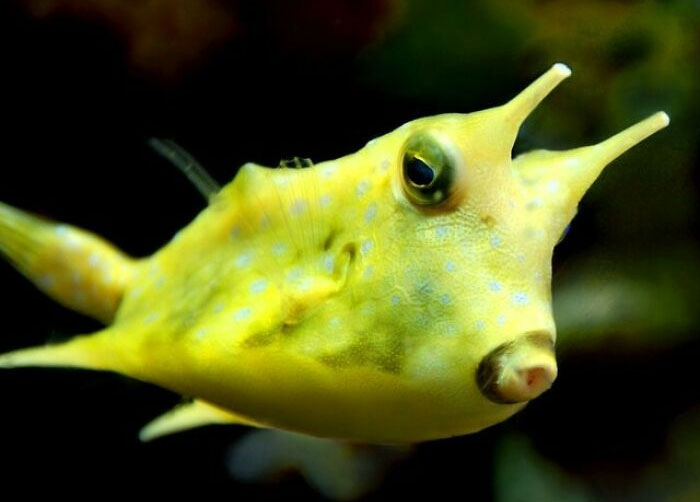 The Longhorn Cowfish Inhabit The Reefs Of The Indo-Pacific, Usually In The Less Turbid Waters