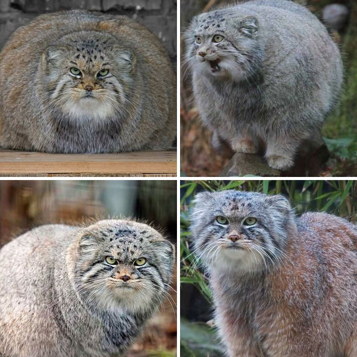 The Pallas's Cat (Otocolobus Manul), Also Called Manul, Is A Small Wild Cat With A Broad But Fragmented Distribution In The Grasslands And Montane Steppes Of Central Asia