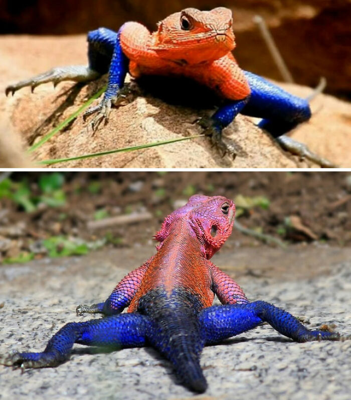 Mwanza Flat Headed Agama Lizard Or The Spider-Man Agama, Because Of Its Coloration, Is A Lizard In The Family Agamidae, Found In Tanzania, Rwanda, And Kenya