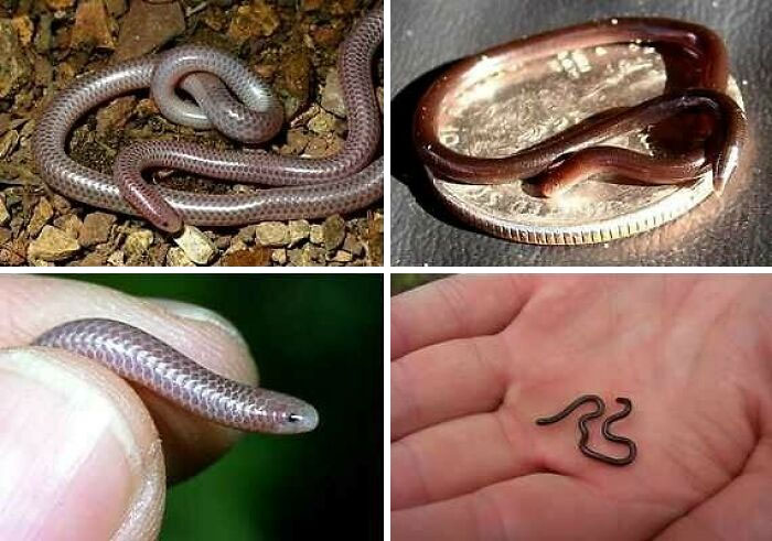 The World's Smallest Species Of Snake, With Adults Averaging Just Less Than Four Inches In Length, Has Been Identified On The Caribbean Island Of Barbados