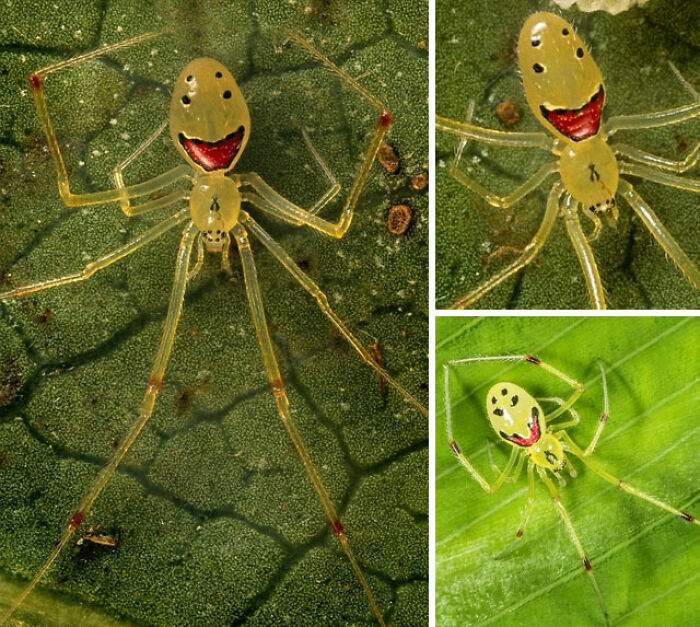 Theridion Grallator, Also Known As The Happy Face Spider, Is A Spider In The Family Theridiidae