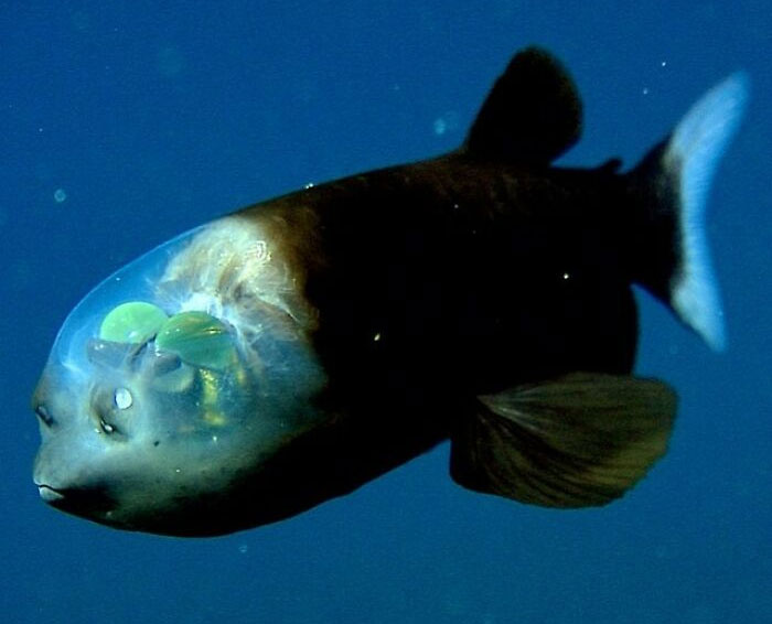 Barreleyes, Also Known As Spook Fish Are Small Deep-Sea Argentiniform Fish Found In Tropical-To-Temperate Waters Of The Atlantic, Pacific, And Indian Oceans
