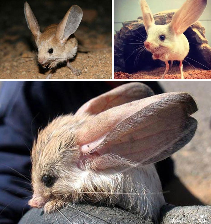 El Jerbo de orejas largas es un roedor nocturno parecido a un ratón con una cola larga, patas traseras largas para saltar y orejas excepcionalmente grandes. Se sabe muy poco sobre esta especie