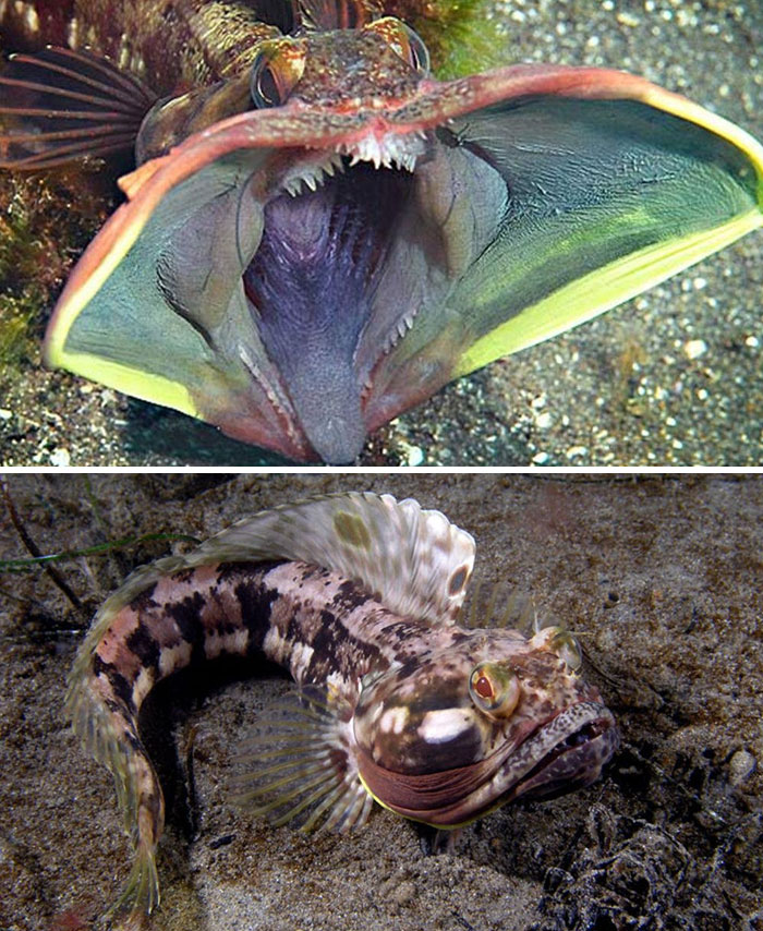 The Sarcastic Fringehead, Neoclinus Blanchardi, Is A Small But Ferocious Fish Which Has A Large Mouth And Aggressive Territorial Behavior, For Which It Has Been Given Its Common Name