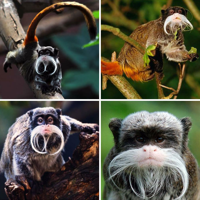 The Emperor Tamarin, Also Known As The Brockway Monkey, (Saguinus Imperator)